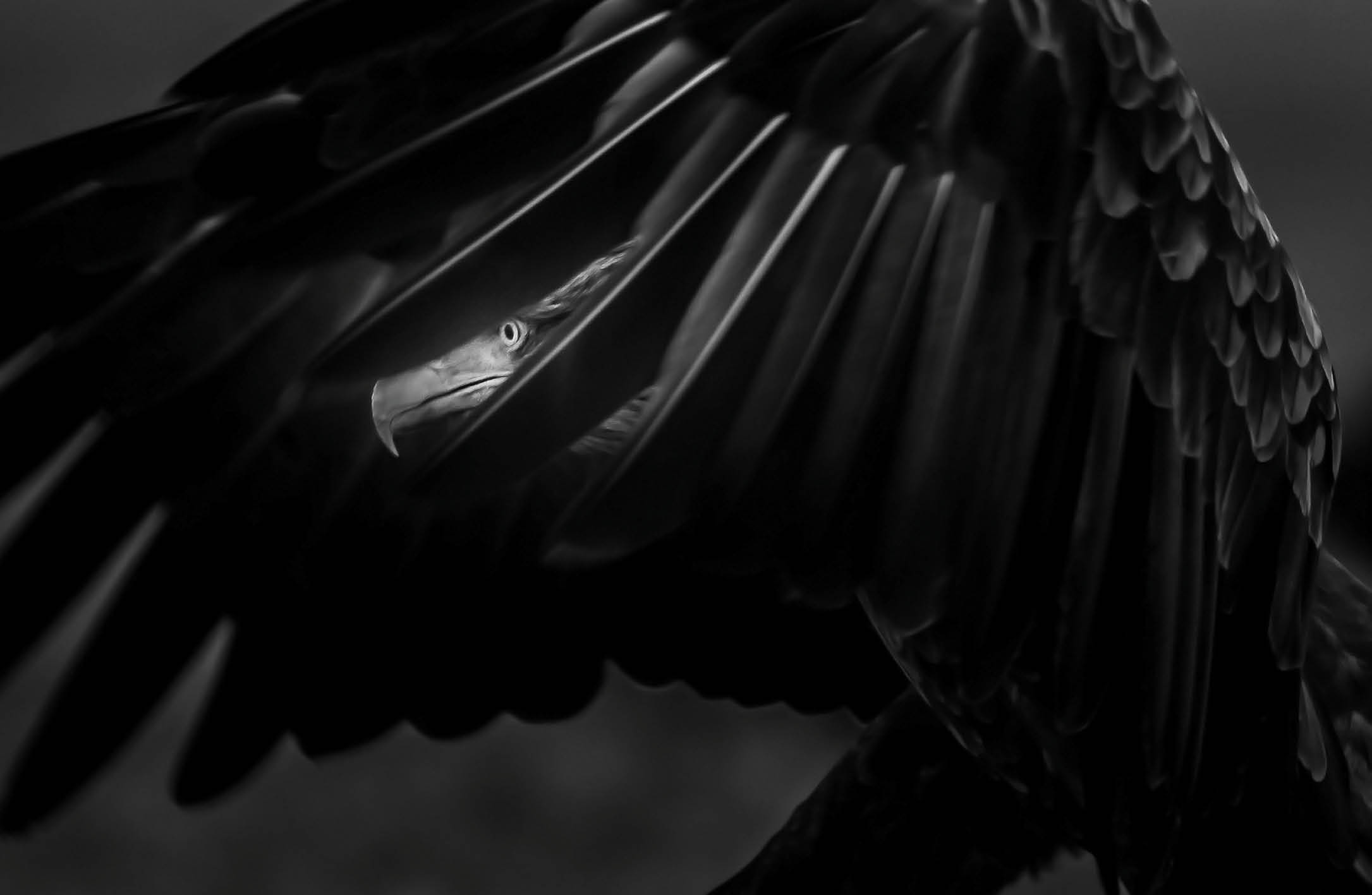 White Tailed Eagle Landed and Running Towards A Fish Which Was Caught By The Crows    I Spent 12 Hours Daily For In A Hide To Get This Shot As It Is    I Always Wanted To Catch A Bird's Eye Between Its Feather In Flight  Its Really Hard And You Have To Be Lucky  I Believe I Was Lucky To Capture This Shot While Landing