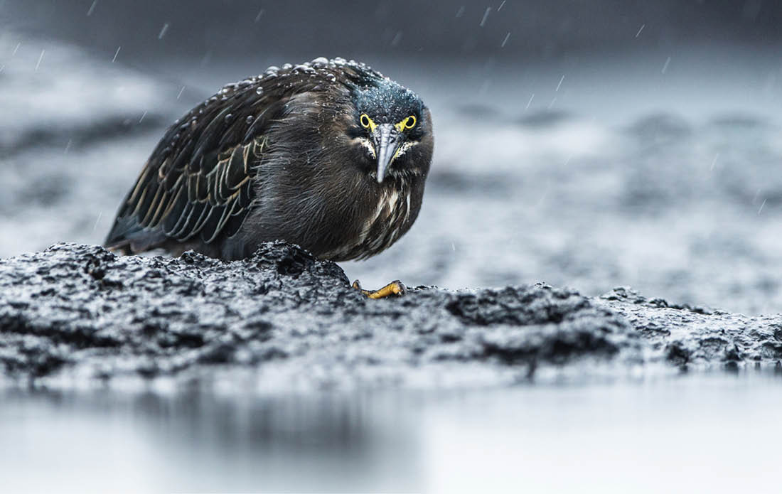 Bird Photographer of the Year Awards 2015  Caption: _RMA3847 Category: Best Portrait Photographer: Roy Mangersnes Taken on: 28 4 2014 Email: roy wildphoto no Address: Maurholen 59, Sandnes, 4316, Norway Telephone: 0047 91134022 Description: Striated heron in pouring rain on Galapagos  Date: 2014-04-28 Location: Fernandina, Galapagos, Ecuador I give my permission for this photograph to be added to the bto archive: false I confirm that this is not a captive bird: true