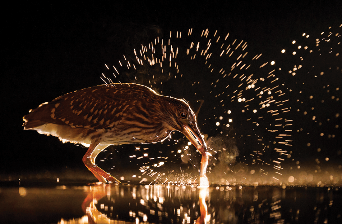 Bird Photographer of the Year Awards 2015  Caption: Fish in the ring Category: Bird Behaviour  Photographer: Bence Mate Taken on: 8 10 2014 Email: photocompetitions matebence hu Address: Mezo utca 2 B, Pusztaszer, Csongrad County, 6769, Hungary Telephone: +3630427408 Description: Night Heron fishing  Date: 2014-10-08 Location: Hungary, Kiskunsag National Park I give my permission for this photograph to be added to the bto archive: true I confirm that this is not a captive bird: true